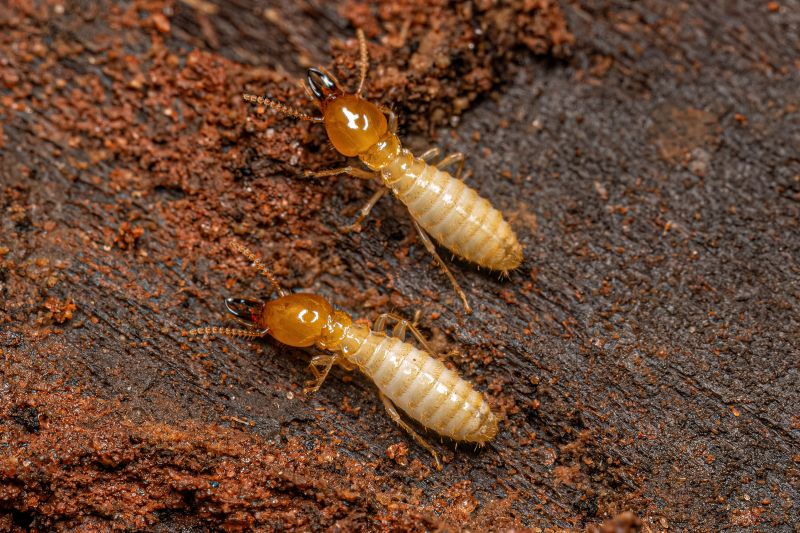 Health And Property Risks Associated With Termite Activity