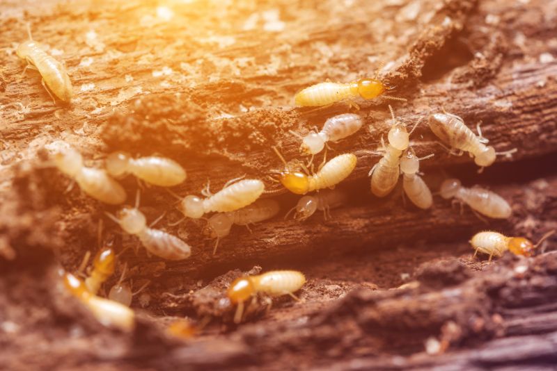 How Termites Enter Homes And Commercial Structures