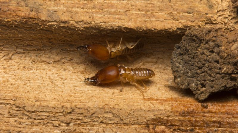 Preventing Termite Infestations In Offices, Warehouses, And Retail Spaces