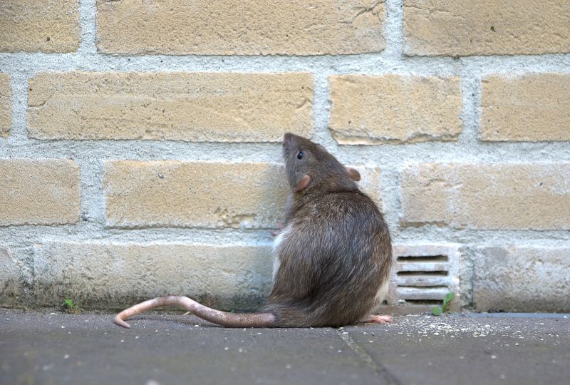Rat Fumigation Service in Wilmington, NC