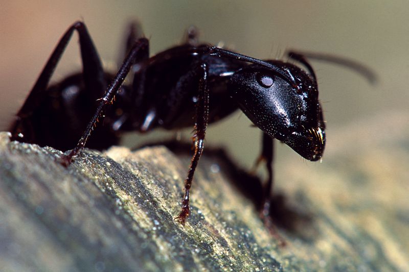 Red Ant Extermination in Fort Worth, TX