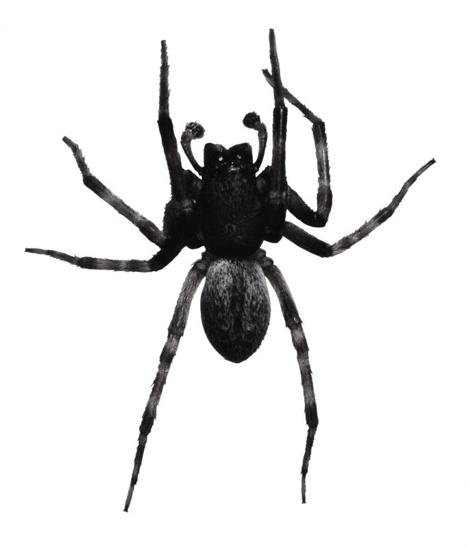 Spider Extermination Service in Denton, TX