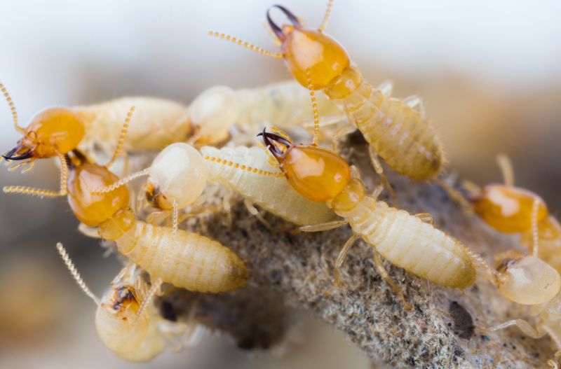 The Hidden Costs Of Termite Damage In Commercial Buildings