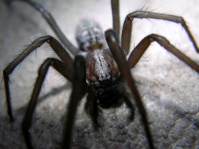 Trapdoor Spider Removal in Katy, TX