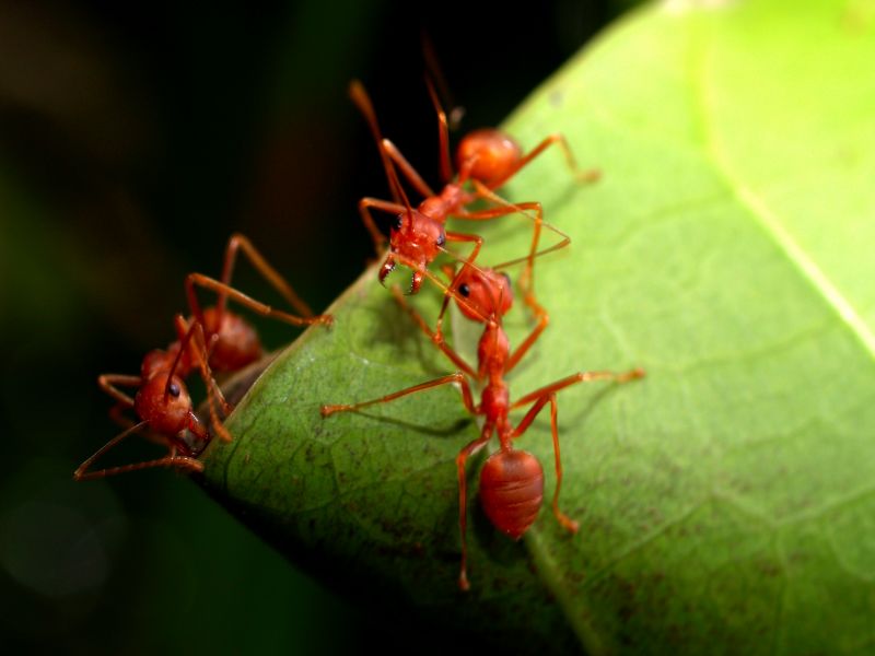 Velvet Ant Extermination in Katy, TX
