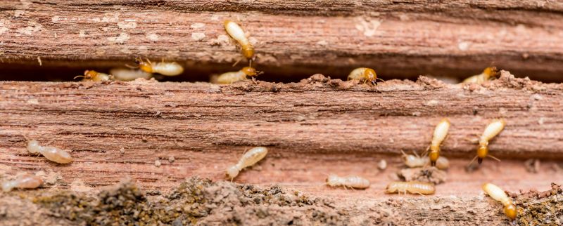 Why Professional Termite Pest Control Is More Effective Than Diy Treatments